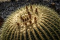 Wild desert cactus flower or cacti bloom