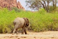 Wild desert elephant Damaraland, Namibia