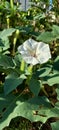 Wild Desert Jimson Plant White Blooming Flower Blossom Poison Native Desert Vegatation photo