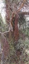 Wild Desert Jungle Vines of Mistletoe Plant Entangled Amidst Wild Trees Vegatation Plant Photography