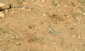 Wild desert lizard Royalty Free Stock Photo
