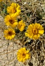 Wild Desert Marigold Flower Blossoms Native Plant Nature Foliage Photography