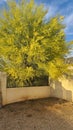 Wild Desert Palo Verde Tree Yellow Flower Blossoms Nature Royalty Free Stock Photo