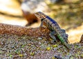 Desert Spiny Lizard in Arizona