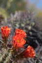 Wild desert spring bloom cactus flowers Royalty Free Stock Photo