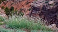 Desert vegetation against blur red rocks background. Arizona US, Canyon de Chelly Royalty Free Stock Photo