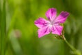 Wild Dianthus Armeria