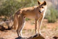 Wild Dingo Royalty Free Stock Photo