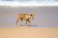 Wild Dingo on Beach Royalty Free Stock Photo
