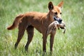 Wild dingo with bearded dragon in Sturt Desert Royalty Free Stock Photo