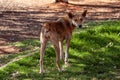 Wild Dingo, Canis dingo, roams the Australian bush