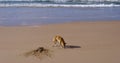 Wild dingo, Fraser Island, Australia