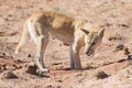 Wild Dingo in the outback desert Royalty Free Stock Photo