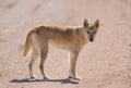 Wild Dingo in the outback desert country Royalty Free Stock Photo