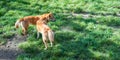 Wild dingos, Australia Royalty Free Stock Photo