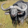 Wild dirty bull African buffalo with big wide horns