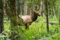 Wild doe elk resting in forest. Fenland Trail in summer sunny day. Banff National Park. Royalty Free Stock Photo