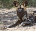 Wild Dog Royalty Free Stock Photo