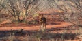 Wild dog Dingo in the wild nature, travel around Australia. Royalty Free Stock Photo