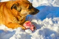 Wild dog eats red meat on the bone in the snow Royalty Free Stock Photo