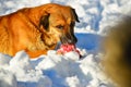 Wild dog eats red meat on the bone in the snow Royalty Free Stock Photo