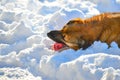 Wild dog eats red meat on the bone in the snow Royalty Free Stock Photo