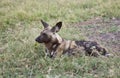 Wild Dog ever alert Royalty Free Stock Photo