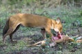 Wild dog feeding on hunted deer Royalty Free Stock Photo