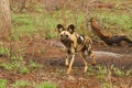 Wild dog hunt Royalty Free Stock Photo