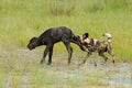 Wild Dog Hunting in Botswana, buffalo cow and calf with predator. Wildlife scene from Africa, Moremi, Okavango delta. Animal behav