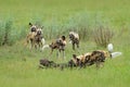 Wild Dog Hunting in Botswana, buffalo cow calf with predator. Wildlife scene from Africa, Moremi, Okavango delta. Animal behaviour Royalty Free Stock Photo