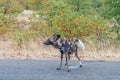 Wild dog, Lycaon Pictus, also called painted dog, peeing Royalty Free Stock Photo