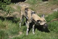 Wild Dog (Lycaon pictus) Royalty Free Stock Photo