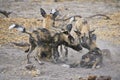 Wild Dog (Lycaon pictus) play-fighting