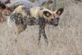 Wild dog out on hunt Royalty Free Stock Photo