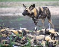 Wild Dog With Pack