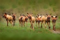 Wild dog, pack walking in the forest, Okavango detla, Botseana in Africa. Dangerous spotted animal with big ears. Hunting painted