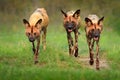 Wild dog, pack walking in the forest, Okavango detla, Botswana in Africa. Dangerous spotted animal with big ears. Hunting painted