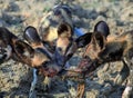 Wild dogs feeding on a recent kill in south luangwa national park, zambia