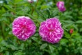 Wild dog rose pink flowers. Royalty Free Stock Photo