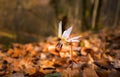 Wild dog's tooth violet in the forest in spring Royalty Free Stock Photo