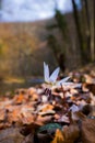 Wild dog's tooth violet in the forest in spring Royalty Free Stock Photo