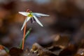 Wild dog's tooth violet in the forest in spring Royalty Free Stock Photo