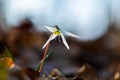 Wild dog's tooth violet in the forest in spring Royalty Free Stock Photo