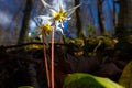 Wild dog's tooth violet in the forest in spring Royalty Free Stock Photo