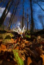 Wild dog's tooth violet in the forest in spring