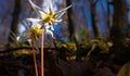 Wild dog's tooth violet in the forest in spring Royalty Free Stock Photo