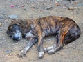 Wild dog sleeing on road Royalty Free Stock Photo
