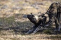 Wild dog waking up from a nap with the pack and getting ready to go hunting in the African savannah of South Africa Royalty Free Stock Photo