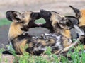 Wild Dogs Biting